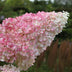 GreenboutiQ - Rispenhortensie - Hydrangea panniculata Vanille Fraise - Blüte Weiß Rosa - 3 Pflanzen 1 m² - Laubabwerfend - Große Blüten - Topf 17cm Höhe 50cm Bild 4