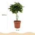 Green boutiQ - Zimmerpflanzen - Schefflera Gold Capelle - Fingerbaum - Wenig Pflege - Grün - Gold - 1 Pflanze - Topf 21cm - Höhe 70-81cm Bild 3