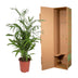 Chamaedorea Seifrizii Palm, 140 cm, ø27 Pot Bild 4