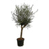 Olea Lorc Olivenbaum: 200 cm Höhe, Ø45cm Topf Bild 1