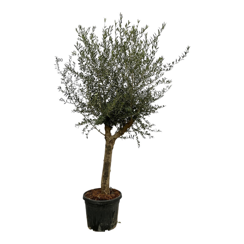 Olea Lorc Olivenbaum: 200 cm Höhe, Ø45cm Topf