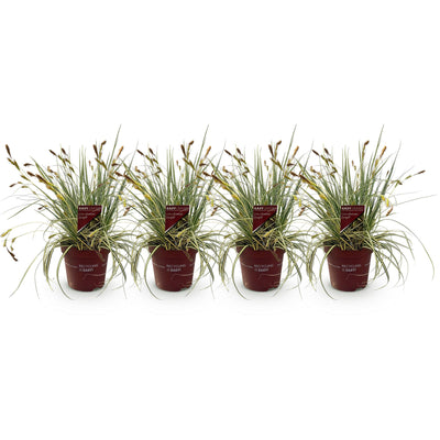 GreenboutiQ Carex oshimensis Evergold: 4x Ziergras, Gelb-Grün, Topf 17cm