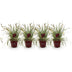 GreenboutiQ Carex oshimensis Evergold: 4x Ziergras, Gelb-Grün, Topf 17cm Bild 2