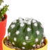 Cactus Assortment, Set of 5 in Colorful Pots, 5.5 cm Bild 6