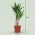 Yucca Elephantipes Spineless Yucca Houseplant - 80-90 cm - Pot 21 cm Bild 2
