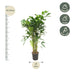 Caryota Mitis Fischschwanzpalme – 150 cm – Ø24 Bild 2