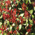 Photinia Carre Rouge auf Stamm - Immergrün, winterhart, 90cm Bild 5