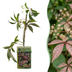 2x Parthenocissus henryana - Chinesischer Wilder Wein - Grün Bild 1