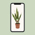 Sansevieria Trifasciata Laurentii - Ø17cm - ↕60cm - Easy Care & Air-Purifying Bild 5