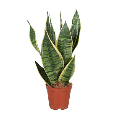 Sansevieria Futura Superba (Bogenhanf) Ø12cm, 40cm