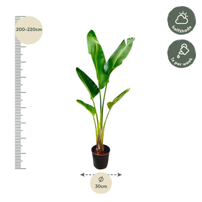 Strelitzia Augusta Weiße Paradiesvogelblume 210 cm Höhe