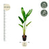 Strelitzia Augusta Weiße Paradiesvogelblume 210 cm Höhe Bild 2