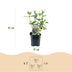Green boutiQ - Garden plant - Buddleja davidii Empire Blue - Butterfly bush - Winter hardy - Blue - 3 plants - Pot 17cm - Height 45cm Bild 3