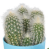 Cactus Assortment, Set of 5 in Colorful Pots, 5.5 cm Bild 3