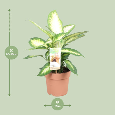 Dieffenbachia Camilla XL - 50cm - Ø17cm Topf