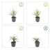 24x Liriope muscari 'Ingwersen' - ↕10-25cm - Ø9cm Bild 4