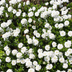 Perennial Candytuft 'Schneeflocke': White-Flowering Everbloomer for Rock Gardens & Beds Bild 7