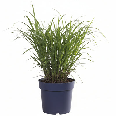 Zebra Gras 'Strictus' – Ziergras im Ø23cm Topf, ↕60cm