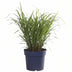 Zebra Gras 'Strictus' – Ziergras im Ø23cm Topf, ↕60cm Bild 2