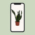 Sansevieria Whitney 12cm Topf - Pflegeleichte Zimmerpflanze Bild 6