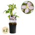 Clematis montana Rubens - Rosa Frühjahrsblüher Kletterpflanze (2er Set) Bild 1