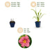Green boutiQ - Perennial - Hemerocallis Summer Wine - Daylily - Bee and Butterfly Attractors - Purple - 6 Plants - Pot 11cm - Height 15-25cm Bild 4