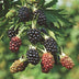 Green boutiQ - Fruit Plant - Rubus fruticosus Thornless Evergreen - Blackberry Plant - Thornless - Black Raspberry - 2 Plants - 15 cm Pot - 50 cm Height Bild 5