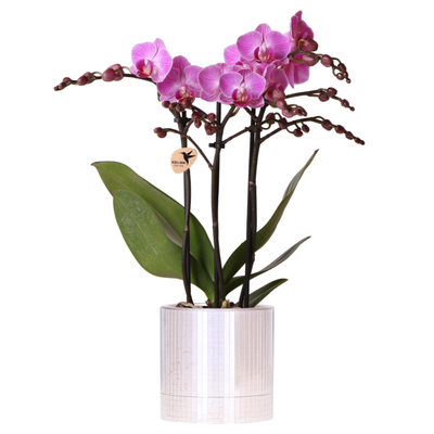 Kolibri Orchids | Violette Vienna Orchidee + Disco Übertopf – Topfgröße Ø9cm | blühende Zimmerpflanze – frisch vom Züchter