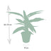 Calathea Triostar – Exotische Zimmerpflanze im Ø19cm Topf, ↕70cm Bild 2