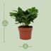 Arabica Kaffeepflanze im 12cm Topf - Ø12cm - ↕22cm Bild 4