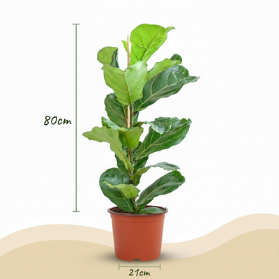 Ficus Lyrata Geigenfeige - pflegeleicht, 75-85cm, Topf 21cm