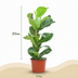Ficus Lyrata Geigenfeige - pflegeleicht, 75-85cm, Topf 21cm Bild 2