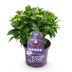 Hydrangea Forever & Ever Lila, Balkon-/Gartenhortensie, 7-12 Blumen Bild 2
