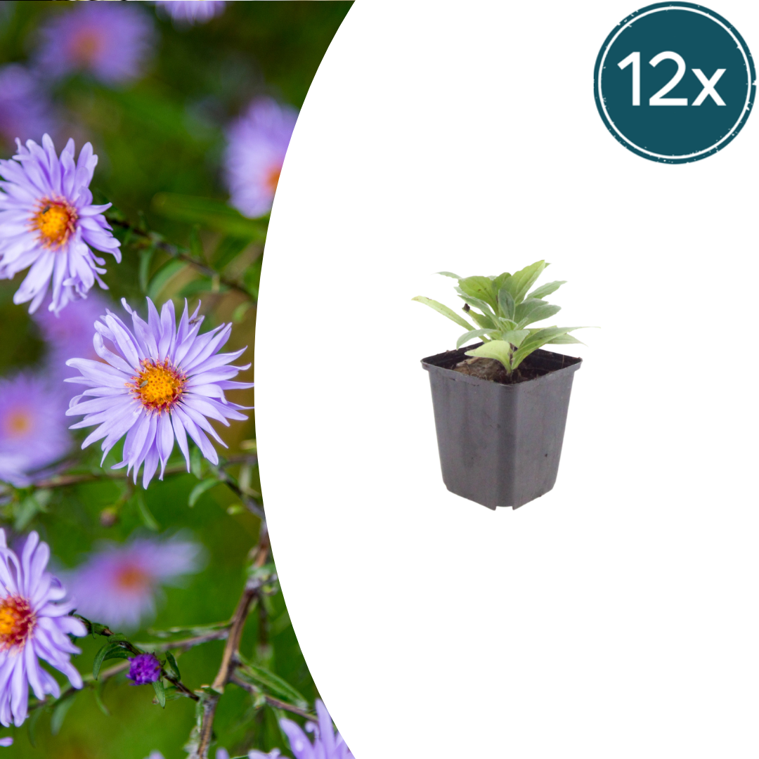 12x Aster frikartii 'Mönch' - Blütenstaude (10-25cm, Ø9cm)