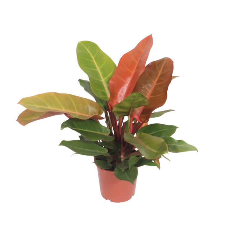 Philodendron Prince of Orange, Ø17cm, ↕45cm - Exotic Decor