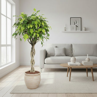 Ficus Exotica XL - 120cm - Ø30cm Topf