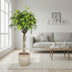 Ficus Exotica XL - 120cm - Ø30cm Topf Bild 2