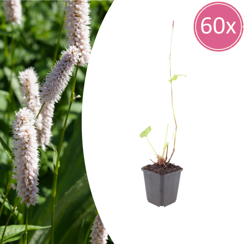 60x Persicaria bistorta 'Superba' - Perennial 10-25cm, Ø9cm