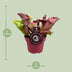Sarracenia Kannenpflanze im 12cm Topf, ca. 20cm hoch Bild 2
