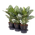 Aglaonema Jungle Silver - Elegant Houseplant Ø19cm, ↕60cm Bild 2