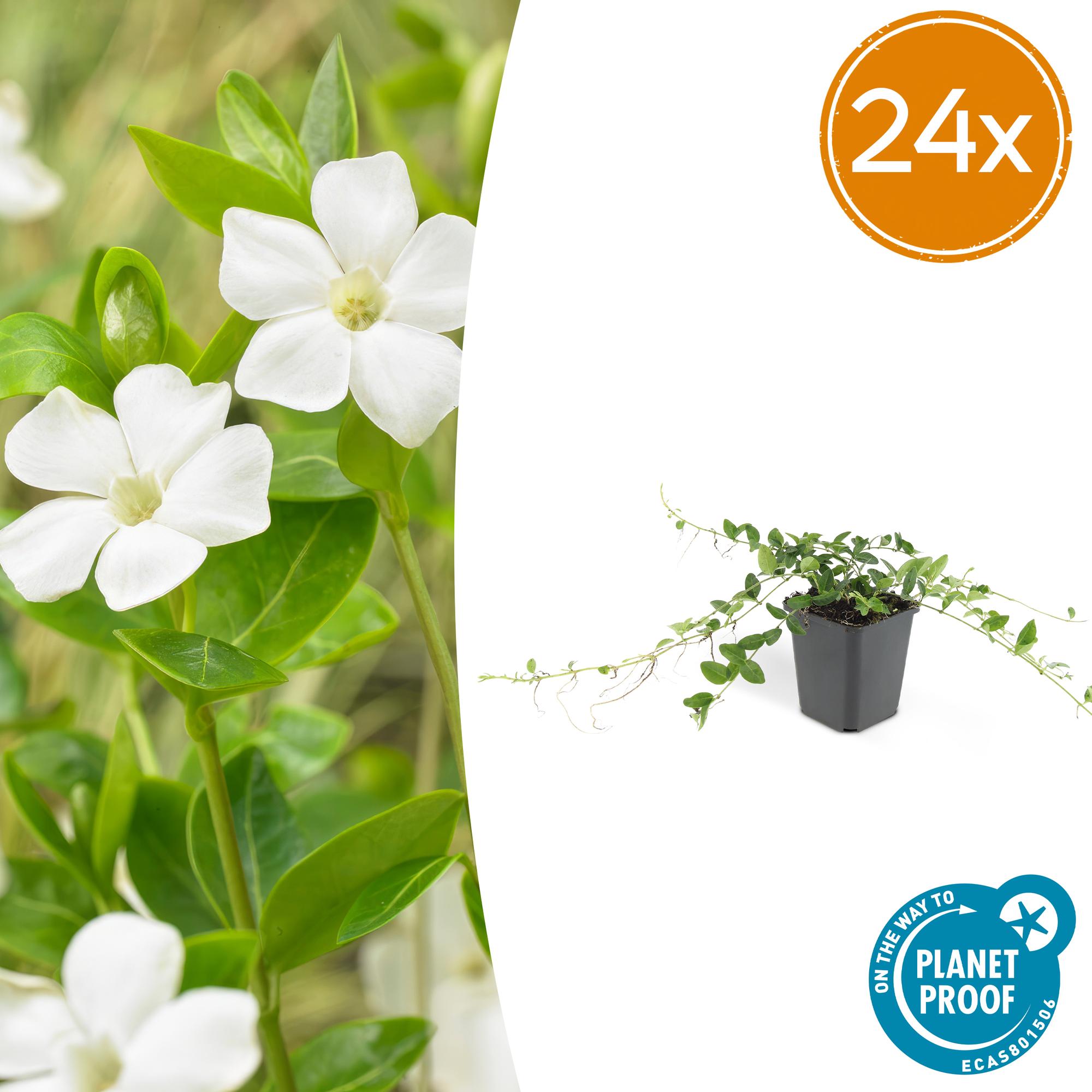 24x Vinca minor 'Alba' - ↕10-25cm - Ø9cm