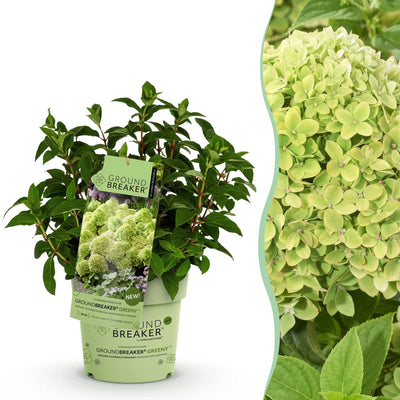 Hydrangea Groundbreaker Greeny: Winterharte Rispenhortensie, creme-grün