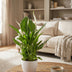 Spathiphyllum Peace Lily: Air-purifying, Ø12cm, 35-40cm height Bild 4