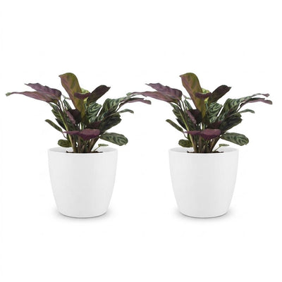 Green boutiQ - Ctenanthe Burle Marxii - Fischgräten-Gebetspflanze - 2 Pflanzen - mit Potter Weiß - Topf 12cm - Höhe - 30cm