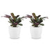 Green boutiQ - Ctenanthe Burle Marxii - Fischgräten-Gebetspflanze - 2 Pflanzen - mit Potter Weiß - Topf 12cm - Höhe - 30cm Bild 2