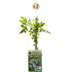 2x Jasminum stephanense - Rosenjasmin Kletterpflanze im 9cm Topf Bild 2