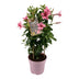 Mandevilla Sundaville Flamingo Pink in Tower - Ø17cm - ↕55cm Bild 1