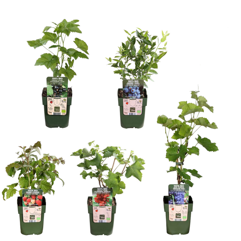 „Früchte-Oase“ BIO Obstpflanzen-Mix – Set mit 5 verschiedenen Sorten