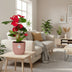 Anthurium Red in an ELHO Vibes Fold Pot - Tropical Elegance Bild 3