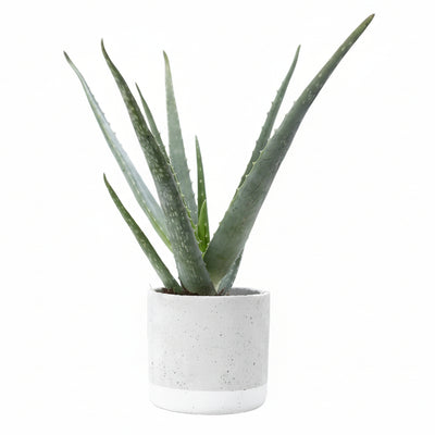 Aloe Vera im Jade Keramiktopf Ø 12 cm – Höhe 45 cm